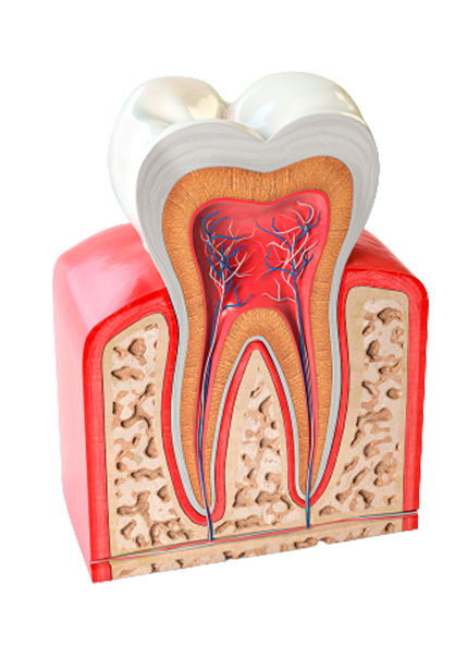 Healthy Teeth